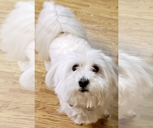 Maltese Dogs for adoption in Caldwell, NJ, USA