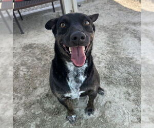 Mutt Dogs for adoption in Riverside, CA, USA