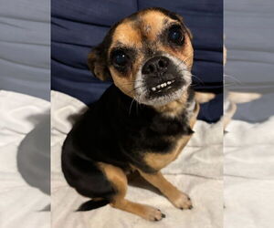 Buggs Dogs for adoption in Alexander, AR, USA