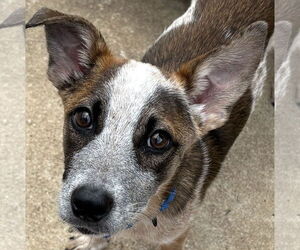 Jack Russell Terrier-Unknown Mix Dogs for adoption in Dallas, TX, USA