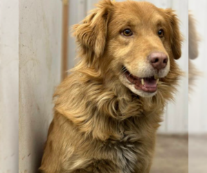 Golden Retriever Dogs for adoption in Westwood, NJ, USA