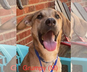 Mutt Dogs for adoption in pomfret, CT, USA