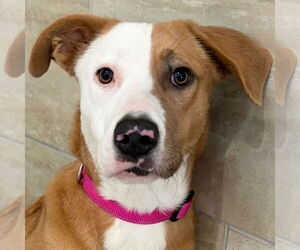 Mutt Dogs for adoption in Jefferson, WI, USA