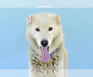 Great Pyrenees-Huskies  Mix Dogs for adoption in Pasadena, CA, USA