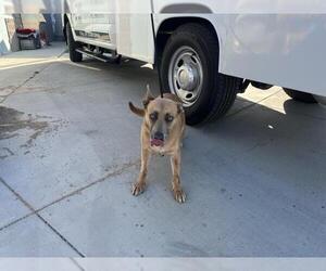 Black Mouth Cur-Unknown Mix Dogs for adoption in Corona, CA, USA