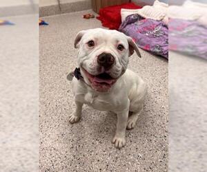 Mutt Dogs for adoption in Brighton, CO, USA