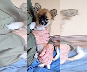 Pomeranian-Unknown Mix Dogs for adoption in Vernon, IN, USA