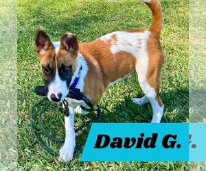 English Foxhound-Unknown Mix Dogs for adoption in Pompano Beach , FL, USA