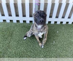 American Pit Bull Terrier-Unknown Mix Dogs for adoption in Modesto, CA, USA