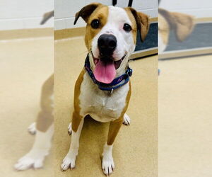 American Foxhound-Unknown Mix Dogs for adoption in Derwood, MD, USA