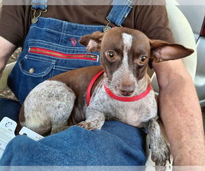 Chiweenie Dogs for adoption in Missouri City, TX, USA