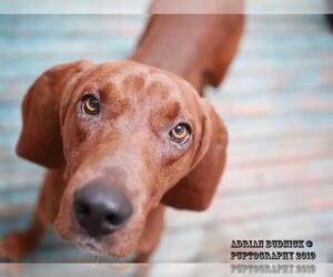 Redbone Coonhound Dogs for adoption in Nashville, TN, USA