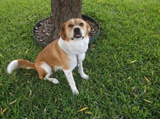 Beagle Dogs for adoption in Lone Oak, TX, USA