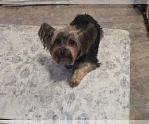 Mutt Dogs for adoption in Spring, TX, USA