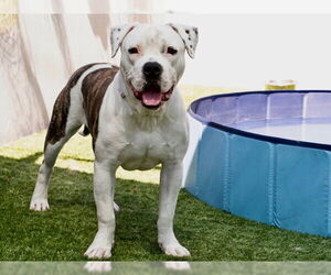 American Pit Bull Terrier Dogs for adoption in Pasadena, CA, USA