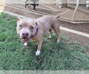 Staffordshire Bull Terrier-Unknown Mix Dogs for adoption in Plano, TX, USA