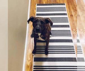 Plott Hound Dogs for adoption in Aurora, IN, USA