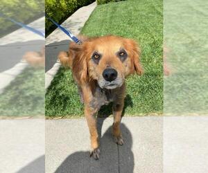 Golden Retriever Dogs for adoption in Lake Forest, CA, USA
