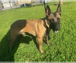 Mutt Dogs for adoption in Downey, CA, USA