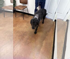Mutt Dogs for adoption in New Orleans, LA, USA