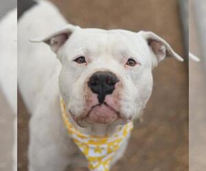 American Bulldog Dogs for adoption in San Antonio, TX, USA