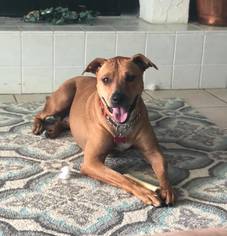 Mutt Dogs for adoption in Naples, FL, USA
