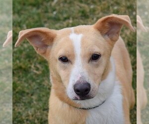 Pembroke Welsh Corgi-Unknown Mix Dogs for adoption in Huntley, IL, USA