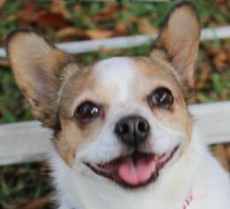 Chi-Corgi Dogs for adoption in Arlington, TX, USA