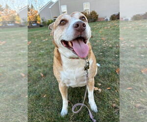 Mutt Dogs for adoption in Shillington, PA, USA