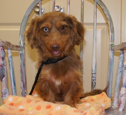 Dachshund Dogs for adoption in Meridian, MS, USA