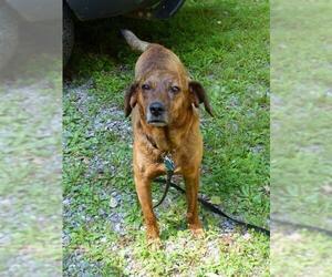 Plott Hound-Unknown Mix Dogs for adoption in Monterey, VA, USA
