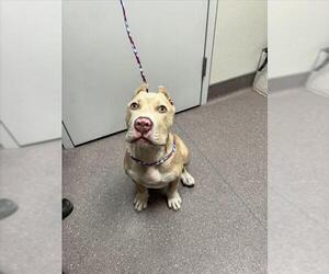 American Pit Bull Terrier Dogs for adoption in Tracy, CA, USA