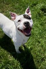 American Pit Bull Terrier Dogs for adoption in Spokane, WA, USA