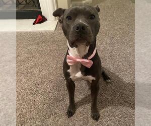 American Staffordshire Terrier-Unknown Mix Dogs for adoption in San Antonio, TX, USA