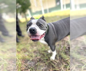 Boston Terrier Dogs for adoption in Naples, FL, USA