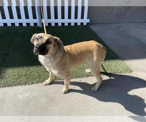Golden Retriever-Unknown Mix Dogs for adoption in Modesto, CA, USA