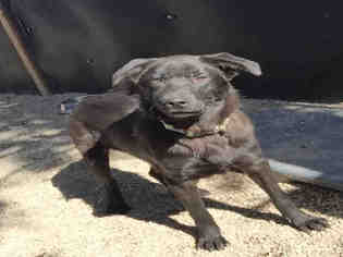 Borador Dogs for adoption in Frisco, CO, USA