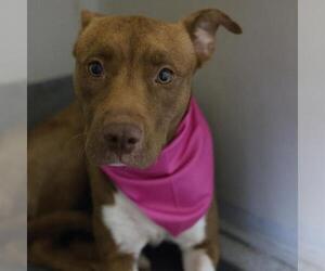 American Staffordshire Terrier-Unknown Mix Dogs for adoption in San Antonio, TX, USA