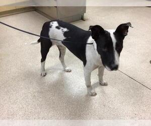 Bull Terrier-Unknown Mix Dogs for adoption in Riverside, CA, USA