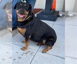 Rottweiler Dogs for adoption in Fort Lauderdale, FL, USA
