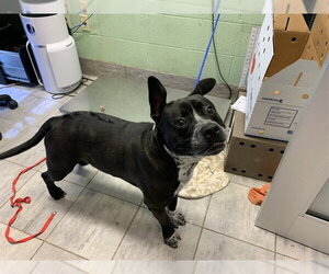 American Staffordshire Terrier-Unknown Mix Dogs for adoption in Grand Prairie, TX, USA