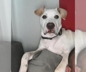 American Staffordshire Terrier Dogs for adoption in San Antonio, TX, USA