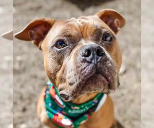 American Staffordshire Terrier-Unknown Mix Dogs for adoption in San Antonio, TX, USA