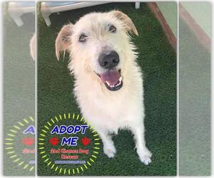 Unknown-Wheaten Terrier Mix Dogs for adoption in Queen Creek, AZ, USA