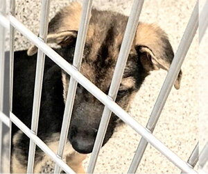 German Shepherd Dog-Unknown Mix Dogs for adoption in Houston, TX, USA