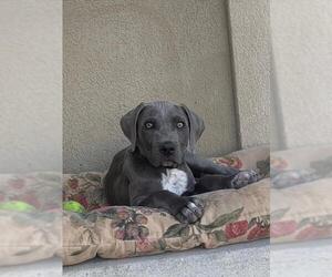 Labmaraner Dogs for adoption in Salt Lake City, UT, USA