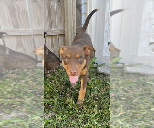 Mutt Dogs for adoption in Aurora, IN, USA