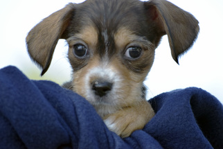 Beaglier Dogs for adoption in Palo Alto, CA, USA