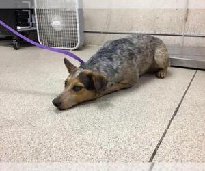 Mutt Dogs for adoption in Riverside, CA, USA