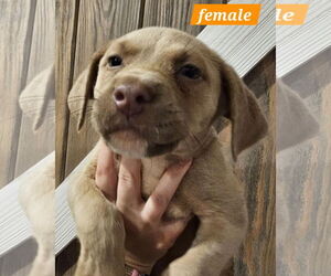 Mutt Dogs for adoption in Sheboygan, WI, USA